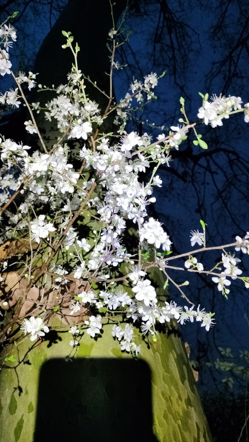 Prunus humilis photo 4