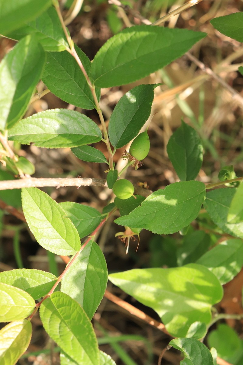 Prunus humilis photo 5