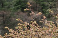 Prunus hypoleuca