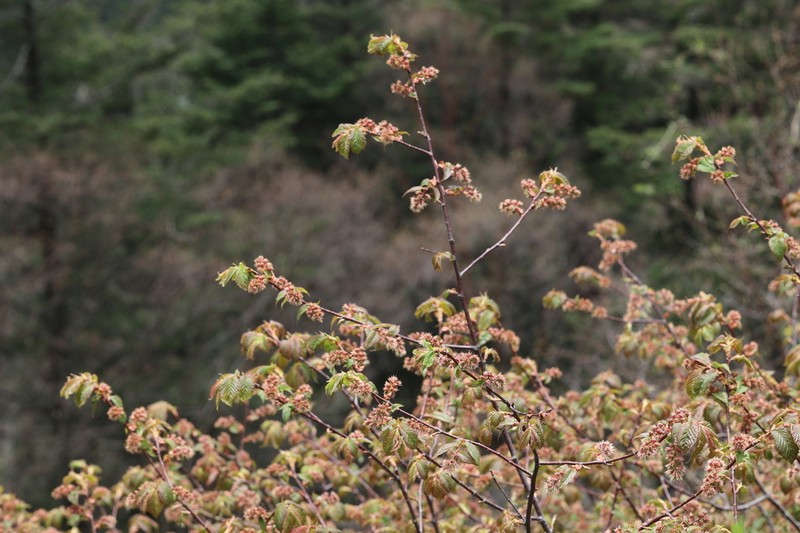 Prunus hypoleuca