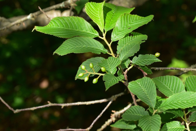 Prunus hypoleuca photo 2