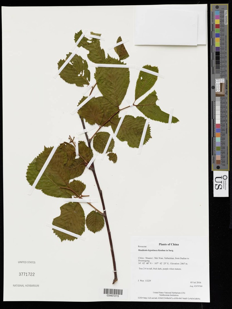 Prunus hypoleuca photo 3