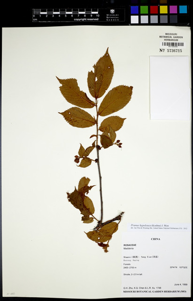 Prunus hypoleuca photo 4