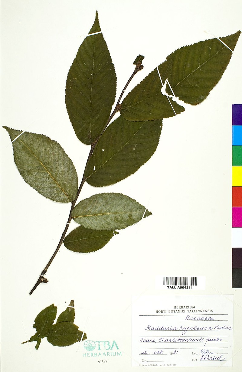 Prunus hypoleuca photo 5