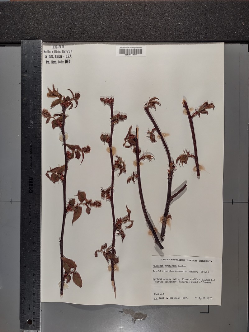 Prunus hypoleuca photo 6