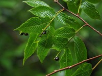Prunus hypoxantha