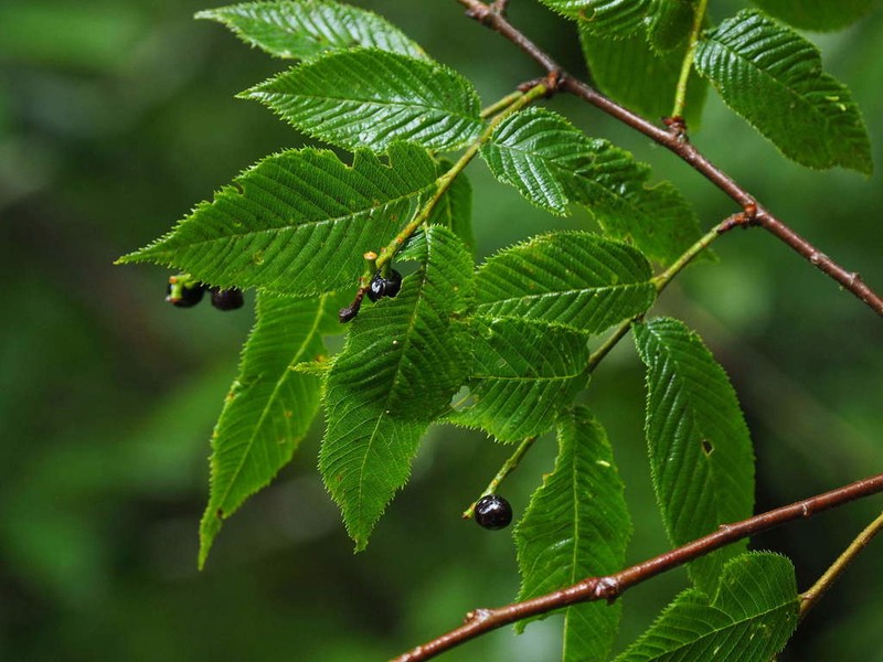 Prunus hypoxantha