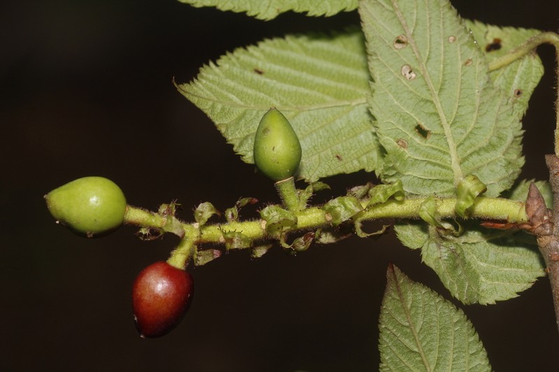 Prunus hypoxantha photo 2