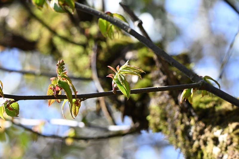 Prunus hypoxantha photo 3