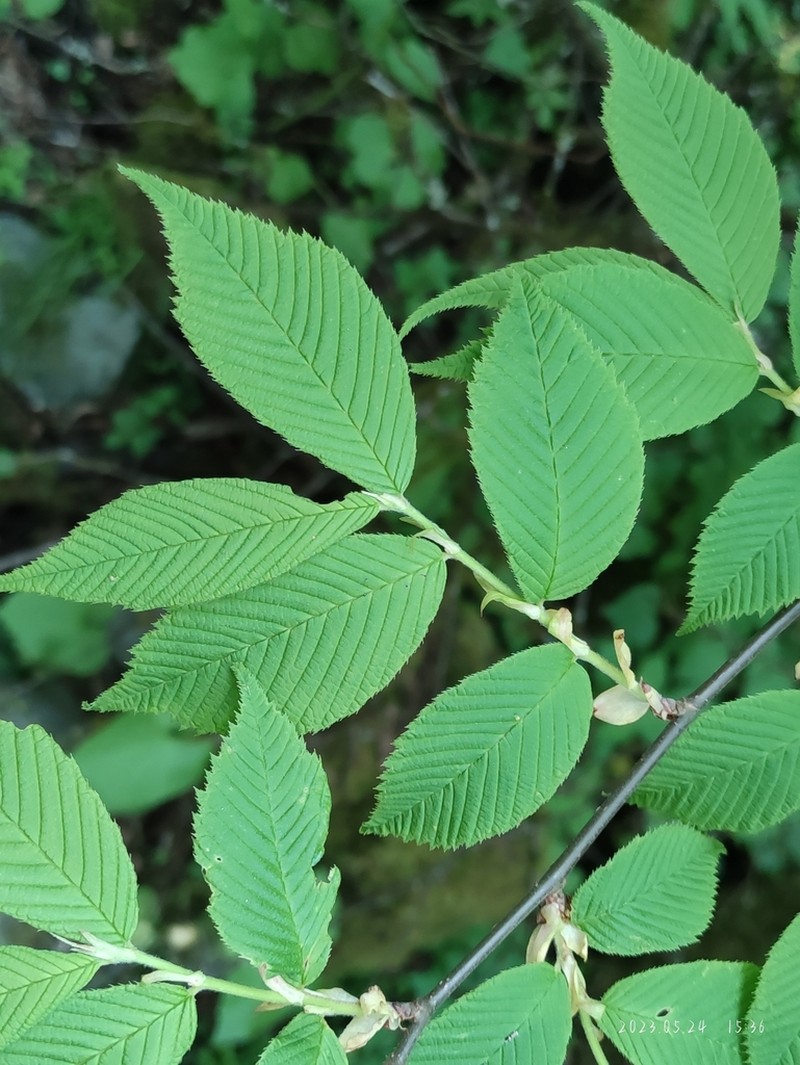 Prunus hypoxantha photo 4