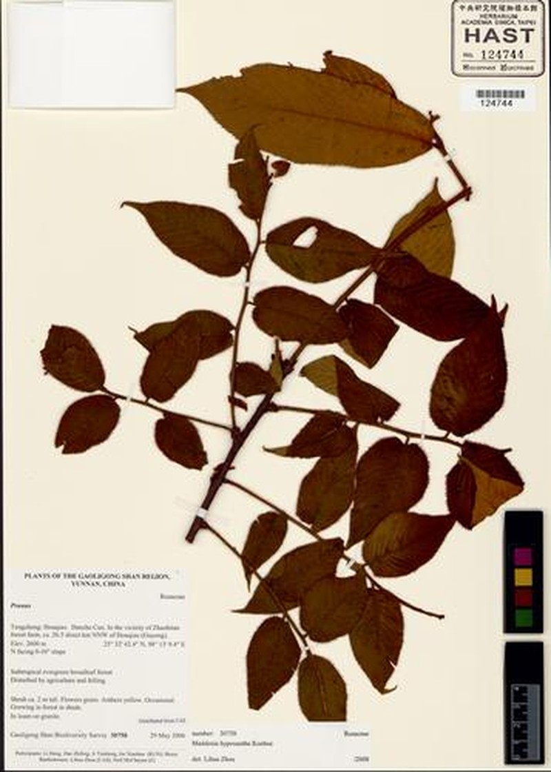 Prunus hypoxantha photo 6