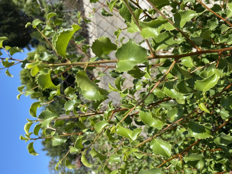 Hollyleaf Cherry photo 6