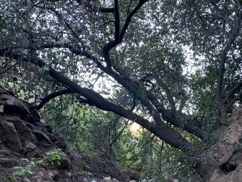 Hollyleaf Cherry photo 4