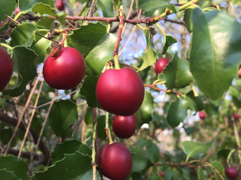 Hollyleaf Cherry photo 6