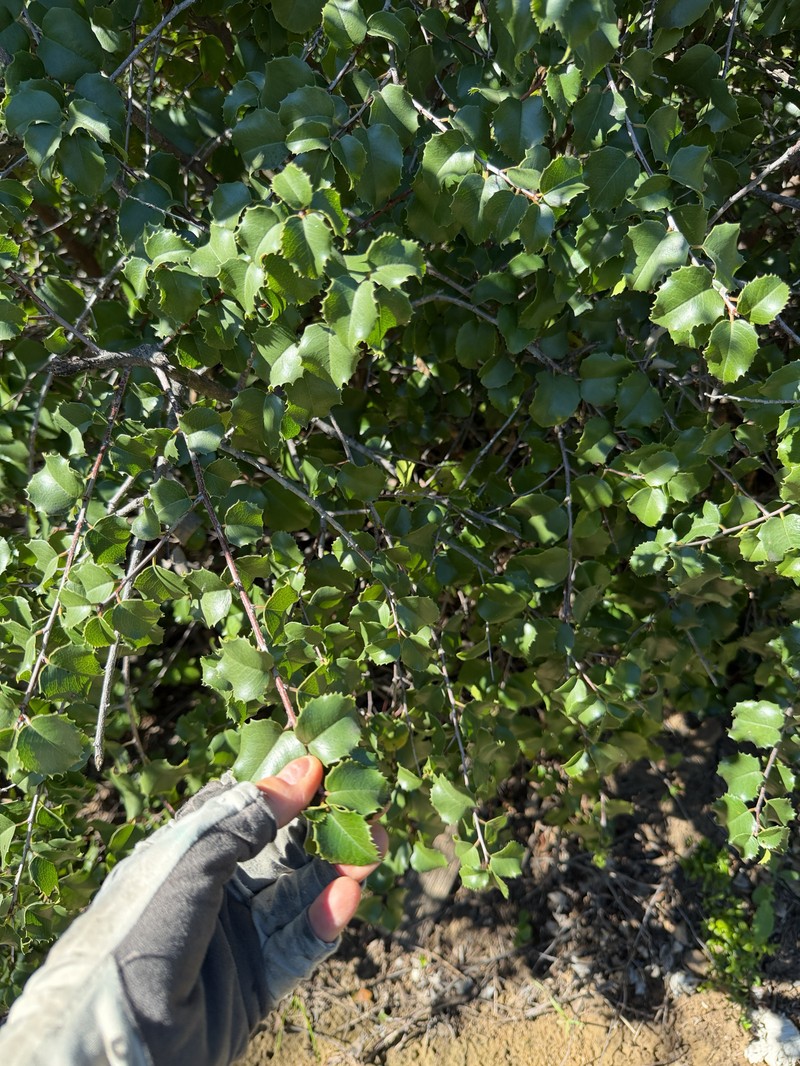 Prunus ilicifolia var. ilicifolia photo 2