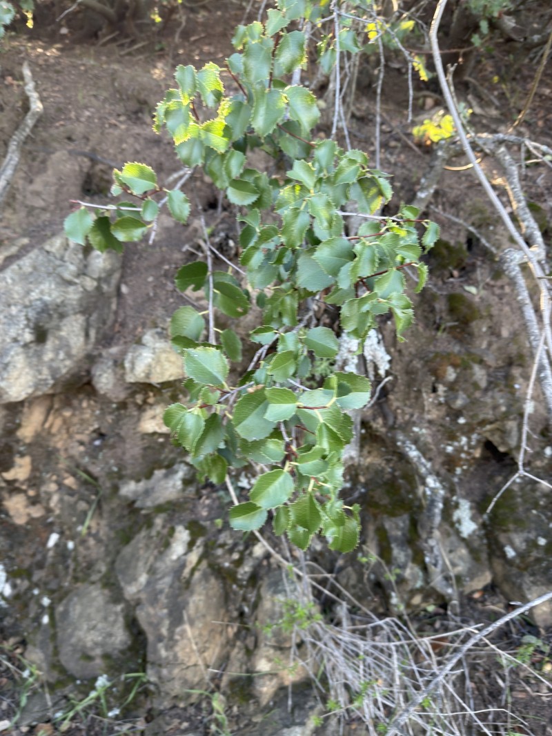Prunus ilicifolia var. ilicifolia photo 3