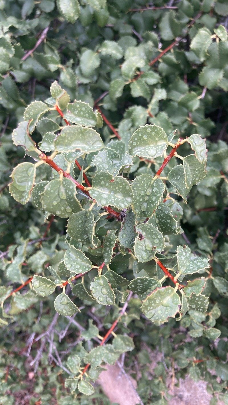 Prunus ilicifolia var. ilicifolia photo 4