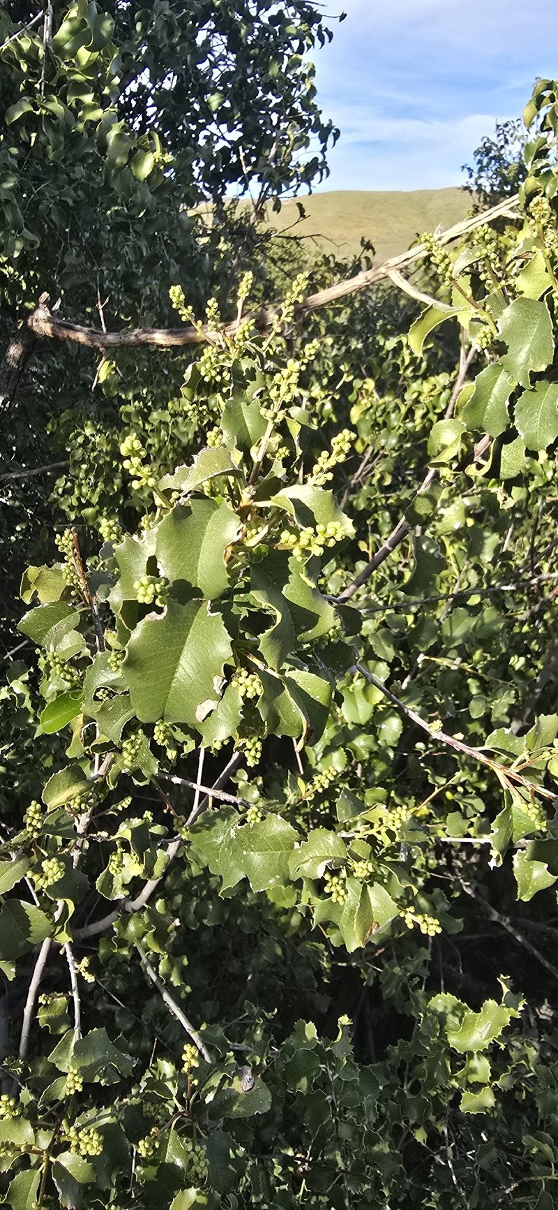 Prunus ilicifolia var. ilicifolia photo 5