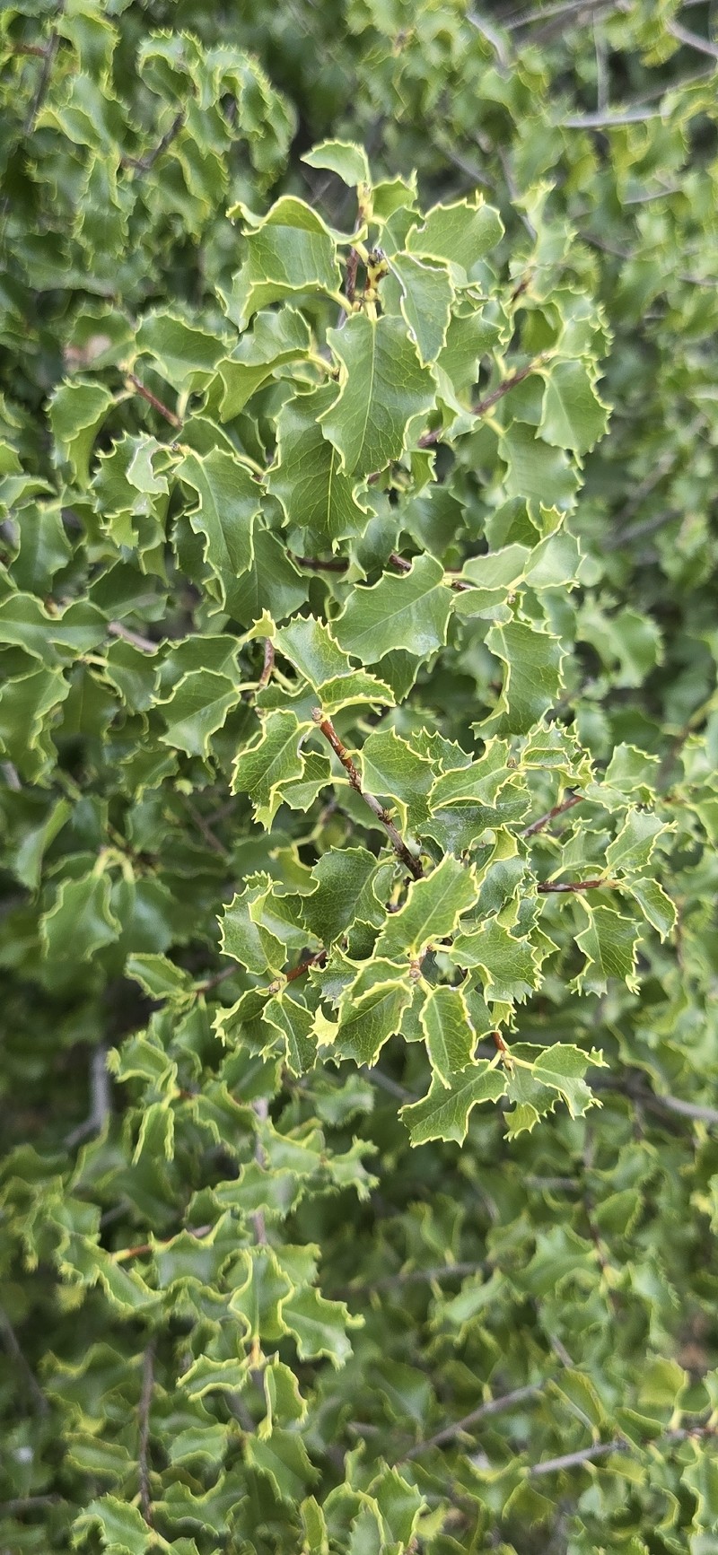Prunus ilicifolia var. ilicifolia photo 6