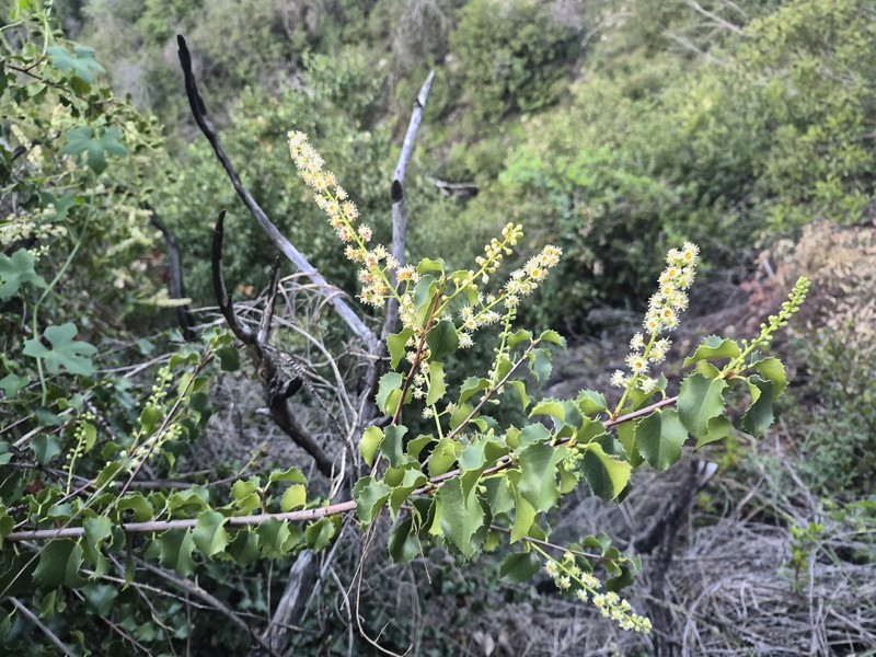 Prunus ilicifolia var. ilicifolia photo 7