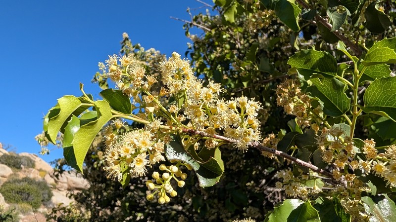 Prunus ilicifolia var. ilicifolia photo 8