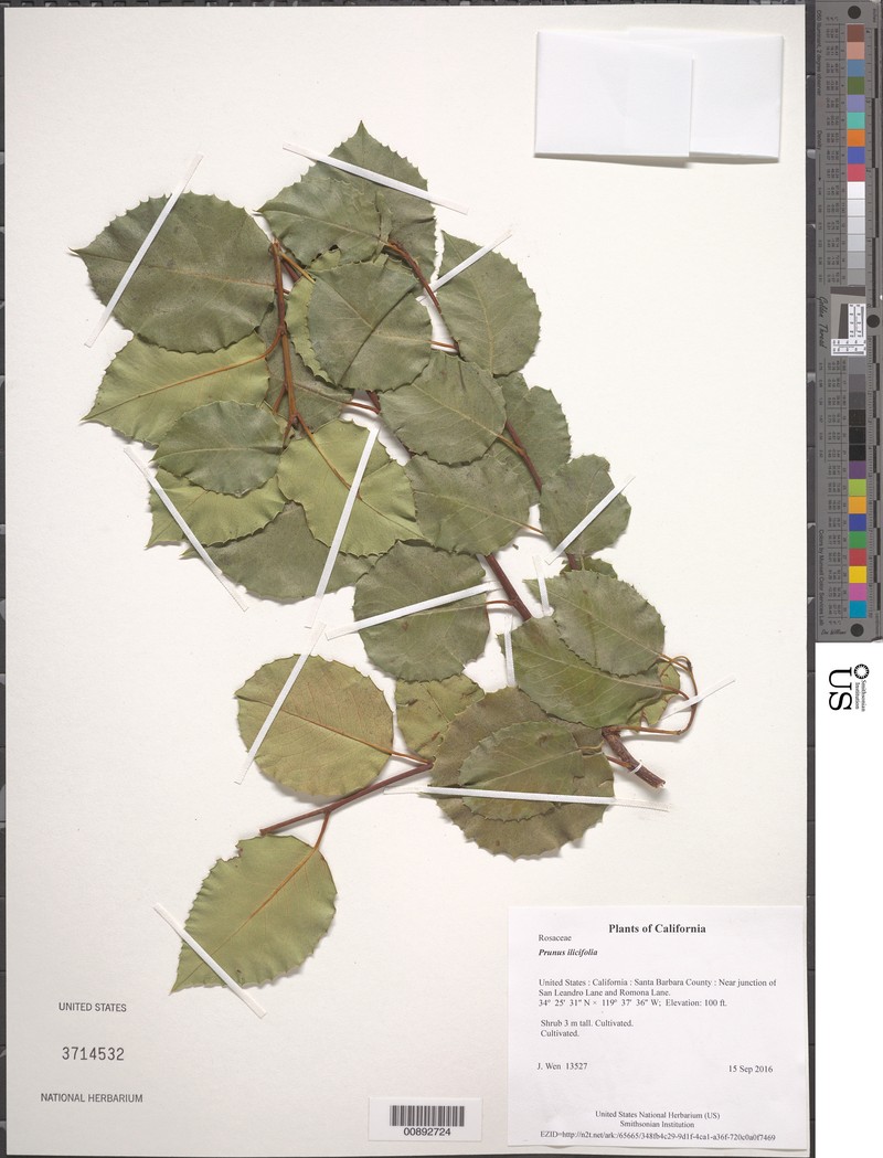 Prunus ilicifolia var. occidentalis photo 2