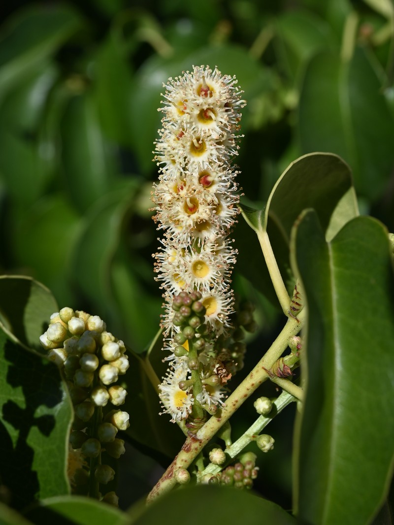 Prunus ilicifolia var. occidentalis
