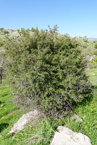 Prunus incana