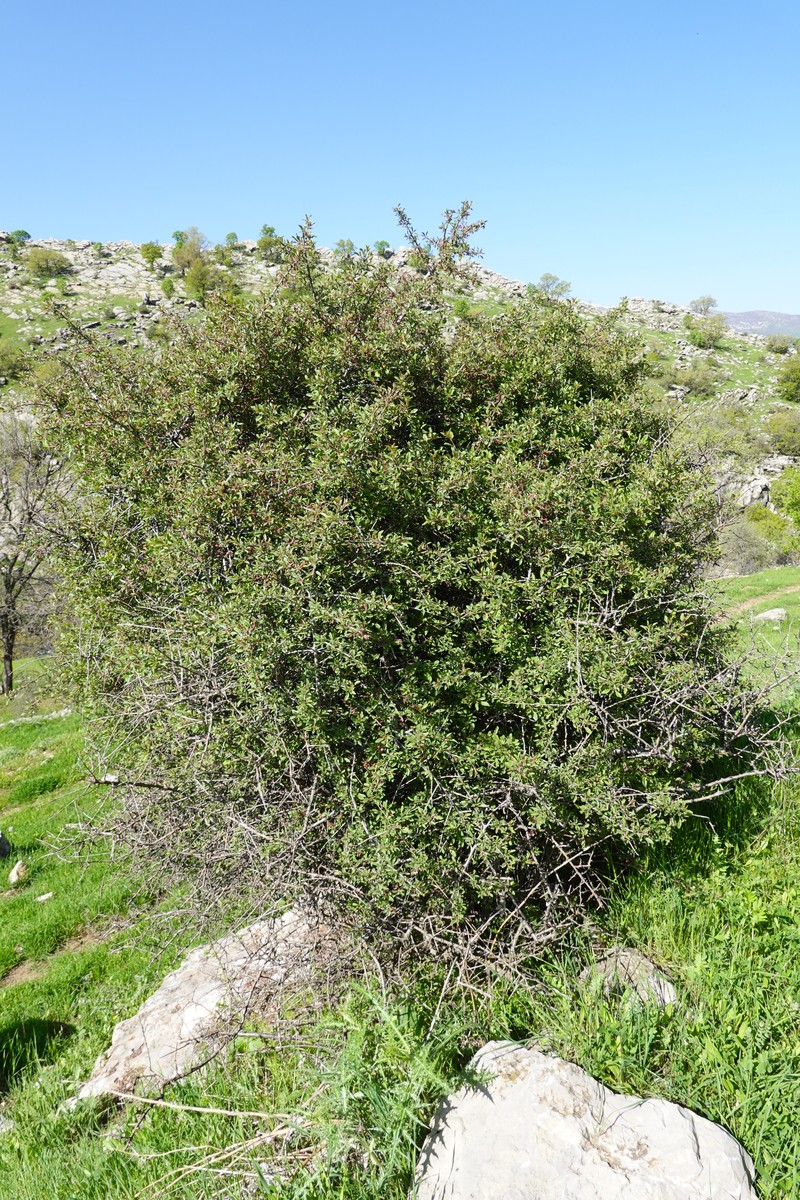 Prunus incana