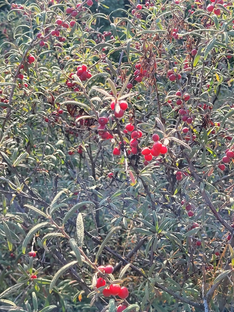 Prunus incana photo 3