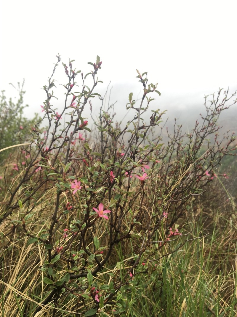 Prunus incana photo 5