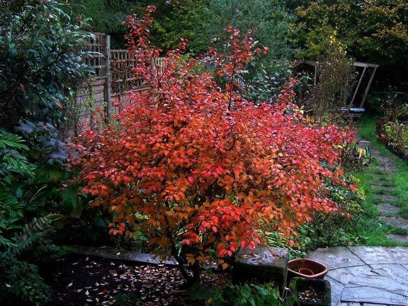 Prunus incisa photo 2