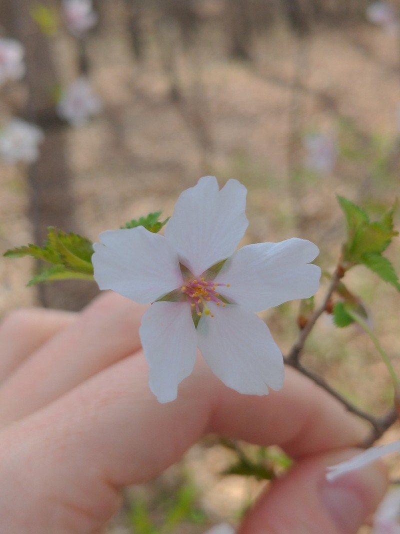 Prunus incisa photo 3