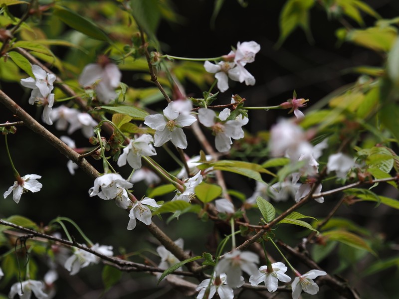 Prunus incisa photo 4