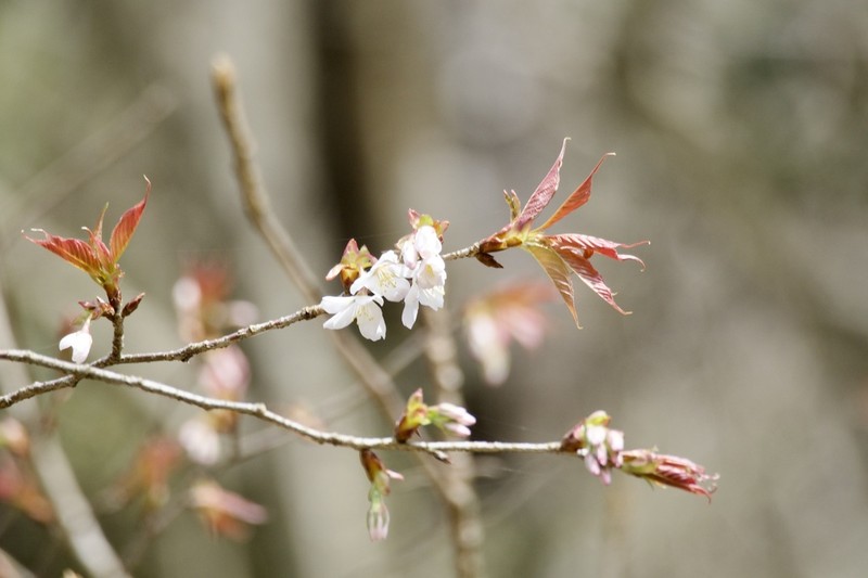 Prunus incisa photo 5