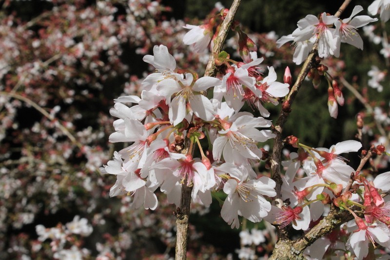 Prunus incisa photo 6