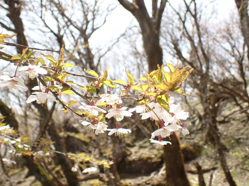 Prunus incisa photo 7
