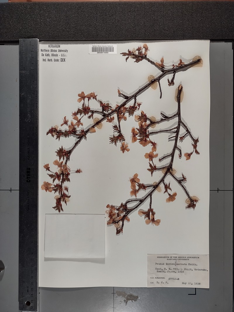 Prunus incisa var. incisa