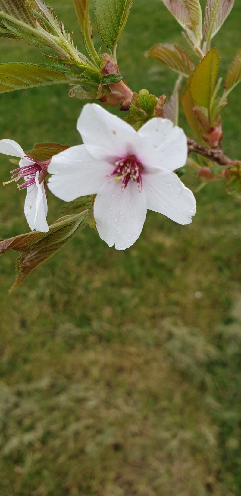 Prunus incisa var. kinkiensis