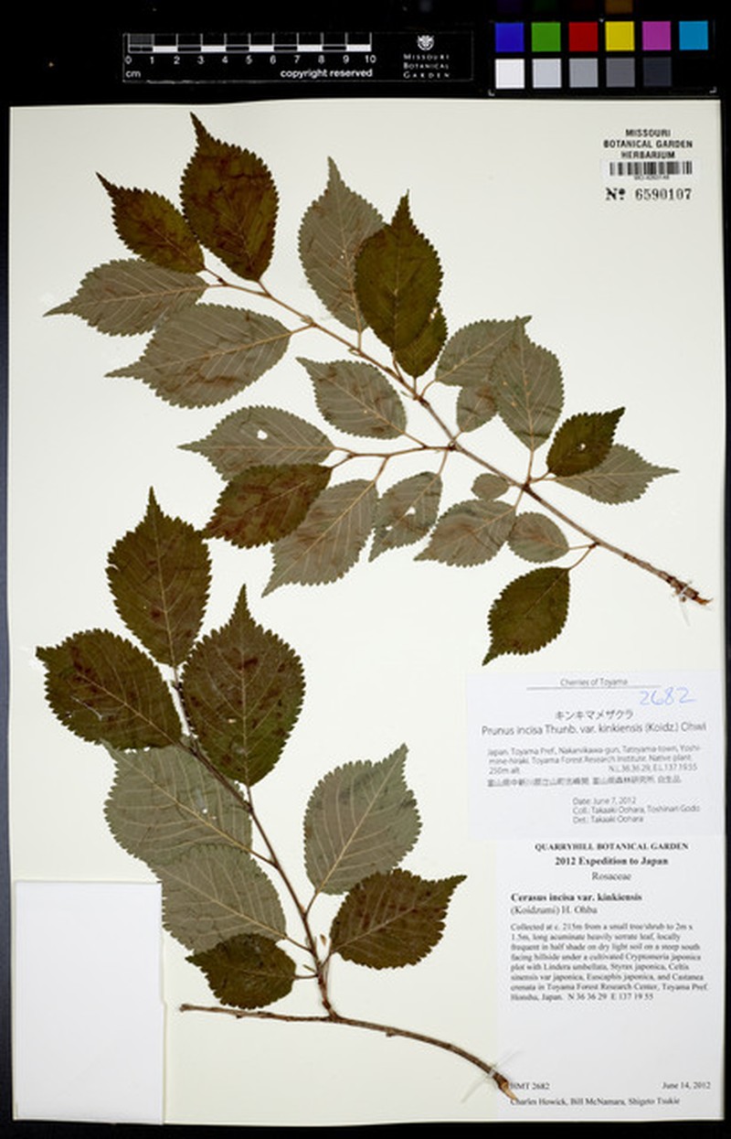 Prunus incisa var. kinkiensis photo 2