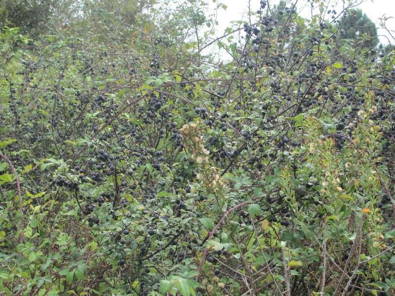 Prunus insititia