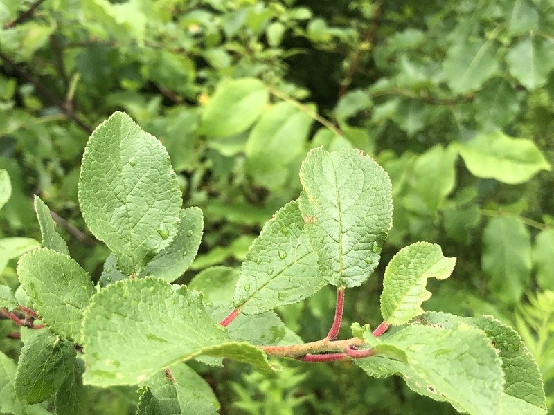 Prunus insititia photo 2