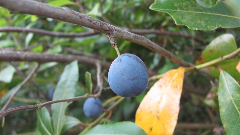Prunus insititia photo 4