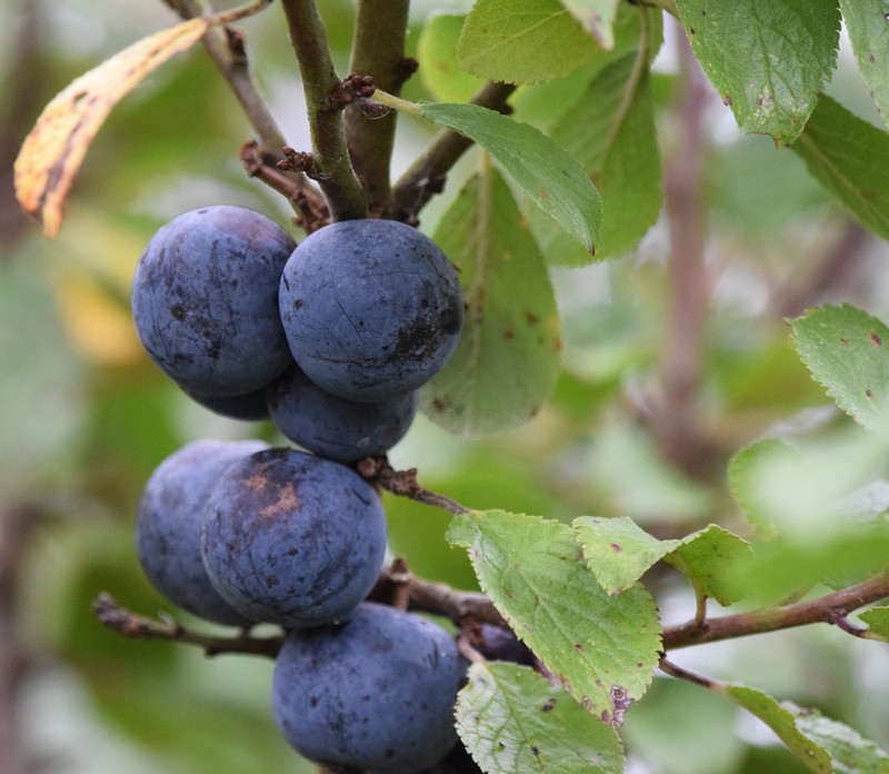 Prunus insititia photo 5