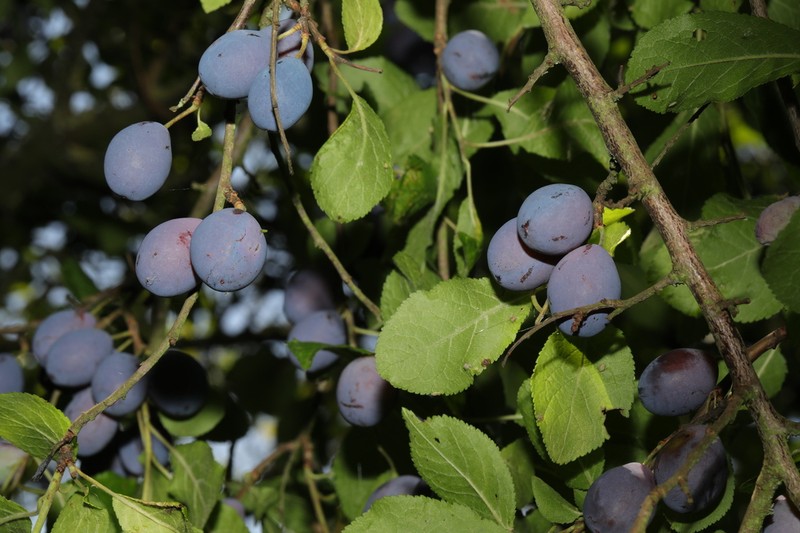 Prunus insititia photo 6