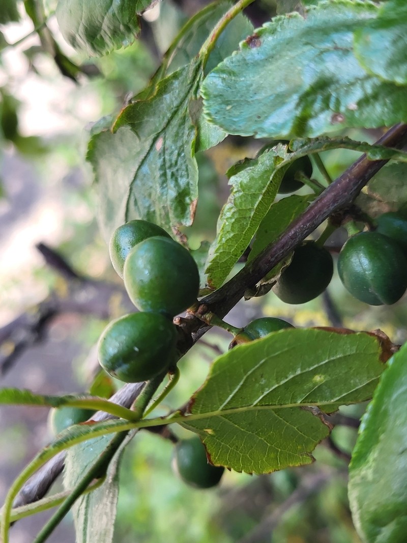 Prunus insititia photo 7