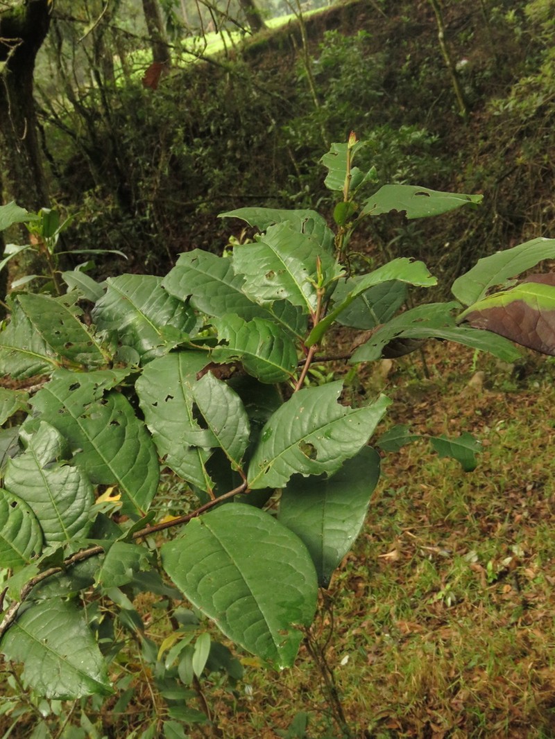 Prunus integrifolia