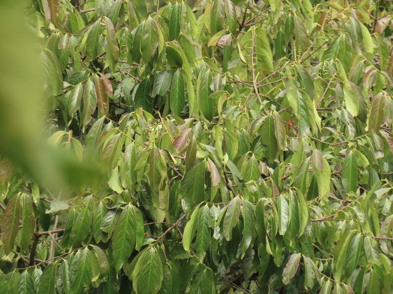 Prunus integrifolia photo 2