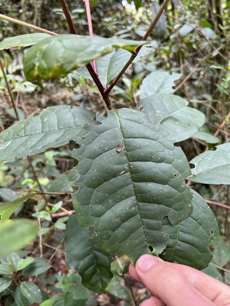 Prunus integrifolia photo 3