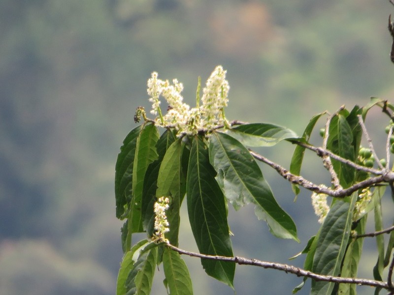 Prunus integrifolia photo 4